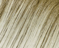 1001-23+14 fashion white rooted