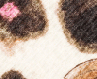 flower/cream