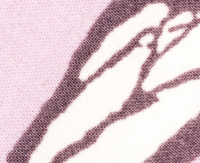 tulip/mauve