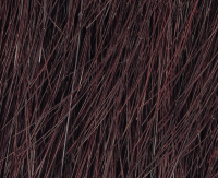 Castanea