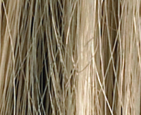 Champagne rooted