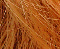 Orange-rooted