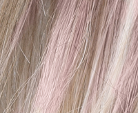 Pastel rose rooted