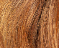 Copper red rooted Copper red rooted