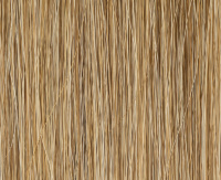 Lightbernstein rooted Lightbernstein rooted